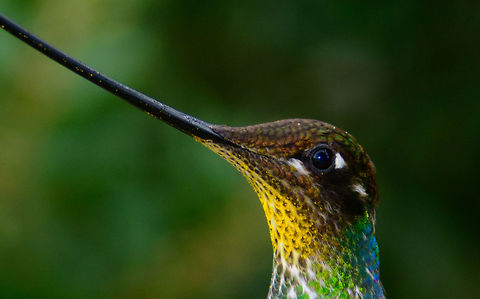 Sword-billed hummingbird - beak highlight - III, Jardin, Colombia https://www.jungledragon.com/image/60659/sword-billed_hummingbird_-_beak_highlight_-_ii_jardin_colombia.html Antioquia,Colombia,Colombia Choco & Pacific region,Ensifera ensifera,Jardin,Jard&iacute;n,South America,Sword-billed hummingbird,World