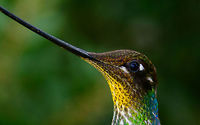 Sword-billed hummingbird - beak highlight - III, Jardin, Colombia https://www.jungledragon.com/image/60659/sword-billed_hummingbird_-_beak_highlight_-_ii_jardin_colombia.html Antioquia,Colombia,Colombia Choco & Pacific region,Ensifera ensifera,Jardin,Jardín,South America,Sword-billed hummingbird,World