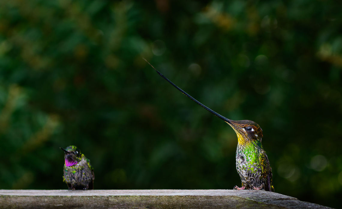 David and Goliath, Jardin, Colombia In case it wasn't obvious yet how extreme of a bird the Sword-billed hummingbird is, perhaps this size comparison can be the final verdict. To the left, the Tourmaline Sunangel. To the right...well you can fill in the blanks. Note how this Sword-billed hummingbird still has to make it extra clear by sticking out a significant part of its tongue. Antioquia,Colombia,Colombia Choco & Pacific region,Ensifera ensifera,Fall,Geotagged,Jardin,Jardín,South America,Sword-billed hummingbird,World