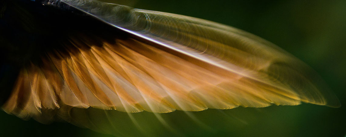 Hummingbird Wing Beat closeup A crop of the wings of a Collared Inca in flight. Hummingbirds have a wing beat of typically 80 times per second, powered by a heart rate of over 1000 beats per minute during the day. With a flash sync speed of 1/60s as used in this shot, it's clearly not enough to 'freeze' the wings. Antioquia,Coeligena torquata,Collared inca,Colombia,Colombia Choco & Pacific region,Fall,Geotagged,Jardin,Jardín,South America,World