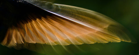 Hummingbird Wing Beat closeup A crop of the wings of a Collared Inca in flight. Hummingbirds have a wing beat of typically 80 times per second, powered by a heart rate of over 1000 beats per minute during the day. With a flash sync speed of 1/60s as used in this shot, it's clearly not enough to 'freeze' the wings. Antioquia,Coeligena torquata,Collared inca,Colombia,Colombia Choco & Pacific region,Fall,Geotagged,Jardin,Jardín,South America,World