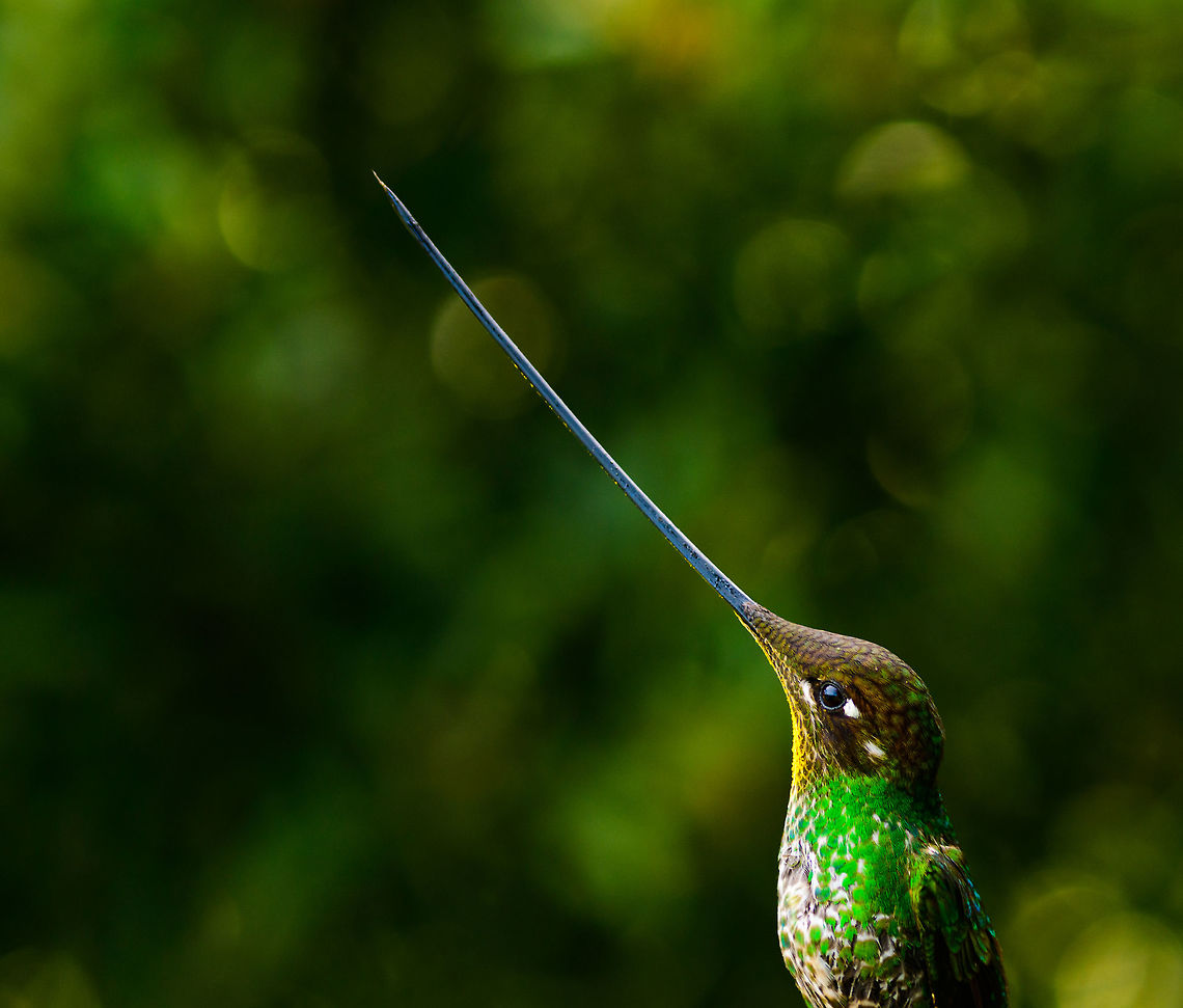 Sword-billed hummingbird - beak highlight - IV, Jardin, Colombia  Antioquia,Colombia,Colombia Choco & Pacific region,Ensifera ensifera,Fall,Geotagged,Jardin,Jardín,South America,Sword-billed hummingbird,World