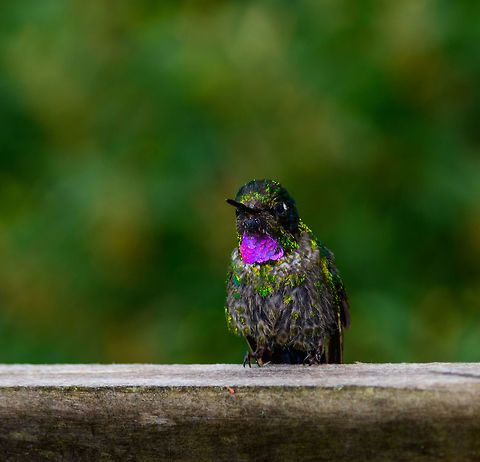 Tourmaline Sunangel - Juvenile III, Jardin, Colombia Closeup of presumably a juvenile Tourmaline Sunangel. Antioquia,Colombia,Colombia Choco & Pacific region,Fall,Geotagged,Heliangelus exortis,Jardin,Jardín,South America,Tourmaline sunangel,World