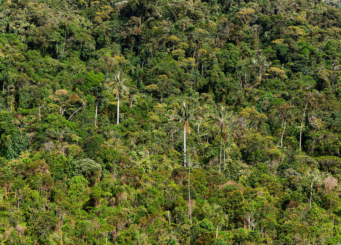 Wax Palm (Ceroxylon quindiuense), Jardin, Colombia From the hacienda we were taking some feeder shots at, we could look down into a valley that had some wax palms in it. This species is the national tree of Colombia, and famous for growing up to 60m tall.<br />
<figure class="photo"><a href="https://www.jungledragon.com/image/60666/wax_palm_tree_ceroxylon_quindiuense_jardin_colombia.html" title="Wax Palm Tree (Ceroxylon quindiuense), Jardin, Colombia"><img src="https://s3.amazonaws.com/media.jungledragon.com/images/2/60666_thumb.jpg?AWSAccessKeyId=05GMT0V3GWVNE7GGM1R2&Expires=1767225610&Signature=Fngo29%2BaTC4yQyYmn1zzpDJLVjM%3D" width="200" height="200" alt="Wax Palm Tree (Ceroxylon quindiuense), Jardin, Colombia From the hacienda we were taking some feeder shots at, we could look down into a valley that had some wax palms in it. This species is the national tree of Colombia, and famous for growing up to 60m tall.<br />
https://www.jungledragon.com/image/60665/wax_palm_ceroxylon_quindiuense_jardin_colombia.html Antioquia,Ceroxylon quindiuense,Colombia,Colombia Choco &amp; Pacific region,Fall,Geotagged,Jardin,Jard&iacute;n,South America,World" /></a></figure> Antioquia,Ceroxylon quindiuense,Colombia,Colombia Choco & Pacific region,Jardin,Jardín,South America,World
