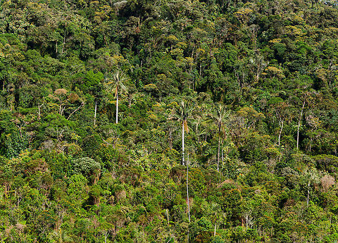Wax Palm (Ceroxylon quindiuense), Jardin, Colombia From the hacienda we were taking some feeder shots at, we could look down into a valley that had some wax palms in it. This species is the national tree of Colombia, and famous for growing up to 60m tall.
https://www.jungledragon.com/image/60666/wax_palm_tree_ceroxylon_quindiuense_jardin_colombia.html Antioquia,Ceroxylon quindiuense,Colombia,Colombia Choco & Pacific region,Jardin,Jard&iacute;n,South America,World