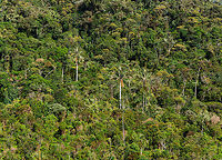 Wax Palm (Ceroxylon quindiuense), Jardin, Colombia From the hacienda we were taking some feeder shots at, we could look down into a valley that had some wax palms in it. This species is the national tree of Colombia, and famous for growing up to 60m tall.<br />
https://www.jungledragon.com/image/60666/wax_palm_tree_ceroxylon_quindiuense_jardin_colombia.html Antioquia,Ceroxylon quindiuense,Colombia,Colombia Choco & Pacific region,Jardin,Jardín,South America,World