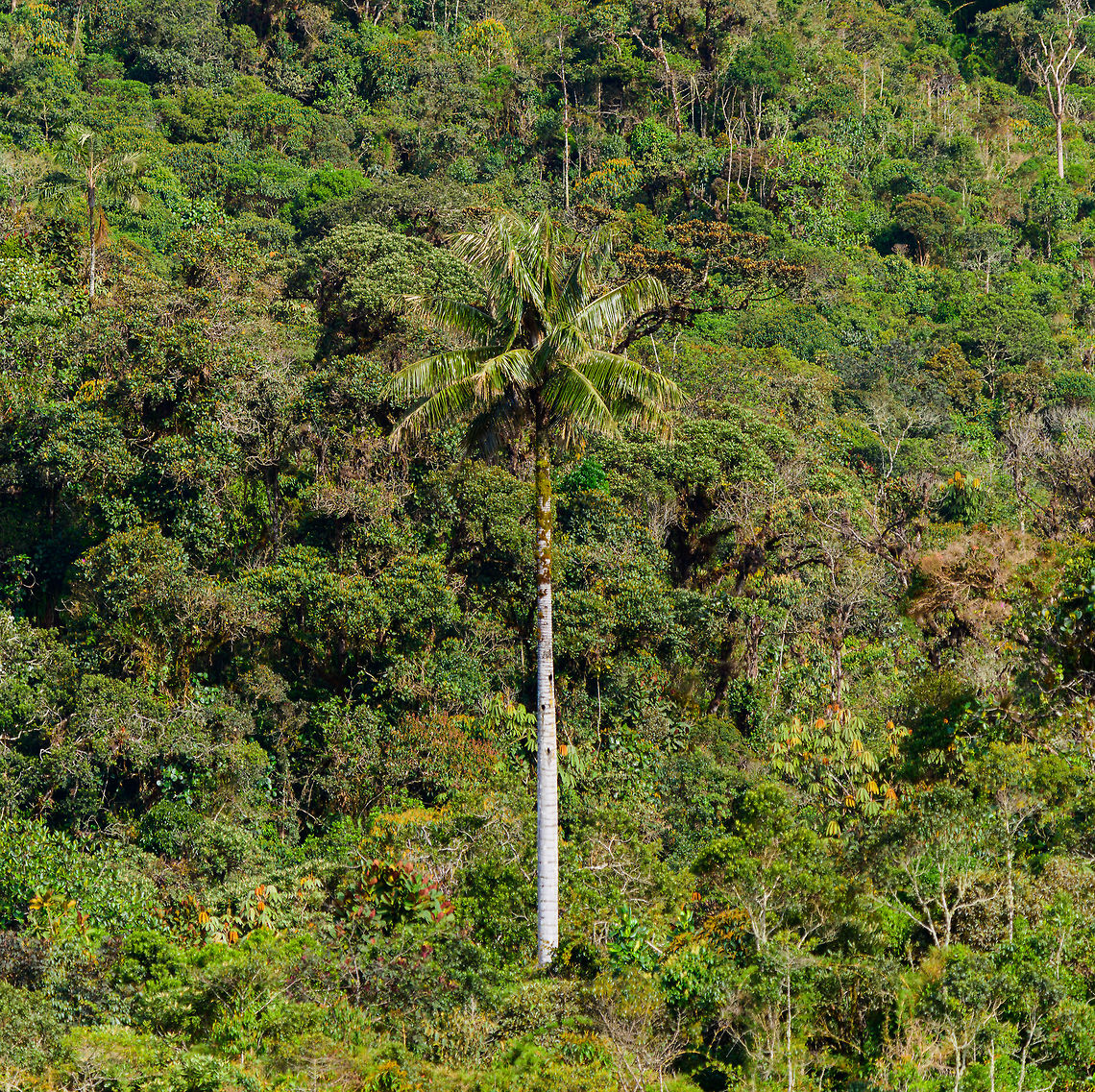 Wax Palm Tree (Ceroxylon quindiuense), Jardin, Colombia From the hacienda we were taking some feeder shots at, we could look down into a valley that had some wax palms in it. This species is the national tree of Colombia, and famous for growing up to 60m tall.<br />
<figure class="photo"><a href="https://www.jungledragon.com/image/60665/wax_palm_ceroxylon_quindiuense_jardin_colombia.html" title="Wax Palm (Ceroxylon quindiuense), Jardin, Colombia"><img src="https://s3.amazonaws.com/media.jungledragon.com/images/2/60665_thumb.jpg?AWSAccessKeyId=05GMT0V3GWVNE7GGM1R2&Expires=1767225610&Signature=ro4CZpAstFzrLFDZLf2DlxMNY2Q%3D" width="200" height="144" alt="Wax Palm (Ceroxylon quindiuense), Jardin, Colombia From the hacienda we were taking some feeder shots at, we could look down into a valley that had some wax palms in it. This species is the national tree of Colombia, and famous for growing up to 60m tall.<br />
https://www.jungledragon.com/image/60666/wax_palm_tree_ceroxylon_quindiuense_jardin_colombia.html Antioquia,Ceroxylon quindiuense,Colombia,Colombia Choco &amp; Pacific region,Jardin,Jard&iacute;n,South America,World" /></a></figure> Antioquia,Ceroxylon quindiuense,Colombia,Colombia Choco & Pacific region,Fall,Geotagged,Jardin,Jardín,South America,World
