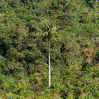 Wax Palm Tree (Ceroxylon quindiuense), Jardin, Colombia From the hacienda we were taking some feeder shots at, we could look down into a valley that had some wax palms in it. This species is the national tree of Colombia, and famous for growing up to 60m tall.<br />
https://www.jungledragon.com/image/60665/wax_palm_ceroxylon_quindiuense_jardin_colombia.html Antioquia,Ceroxylon quindiuense,Colombia,Colombia Choco & Pacific region,Fall,Geotagged,Jardin,Jardín,South America,World