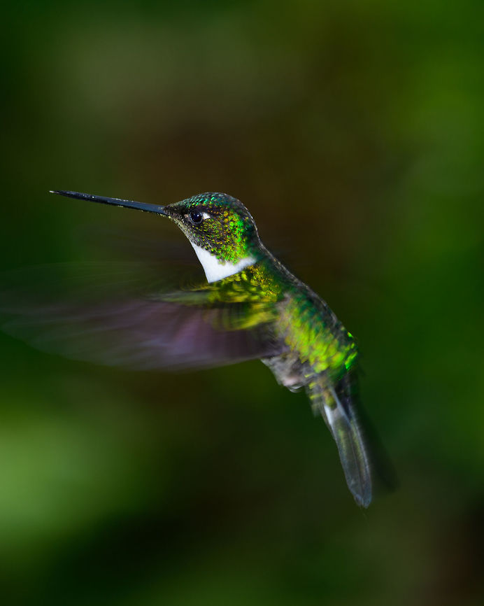 Collared Inca in flight, Jardin, Colombia  Antioquia,Coeligena torquata,Collared inca,Colombia,Colombia Choco & Pacific region,Fall,Geotagged,Jardin,Jardín,South America,World