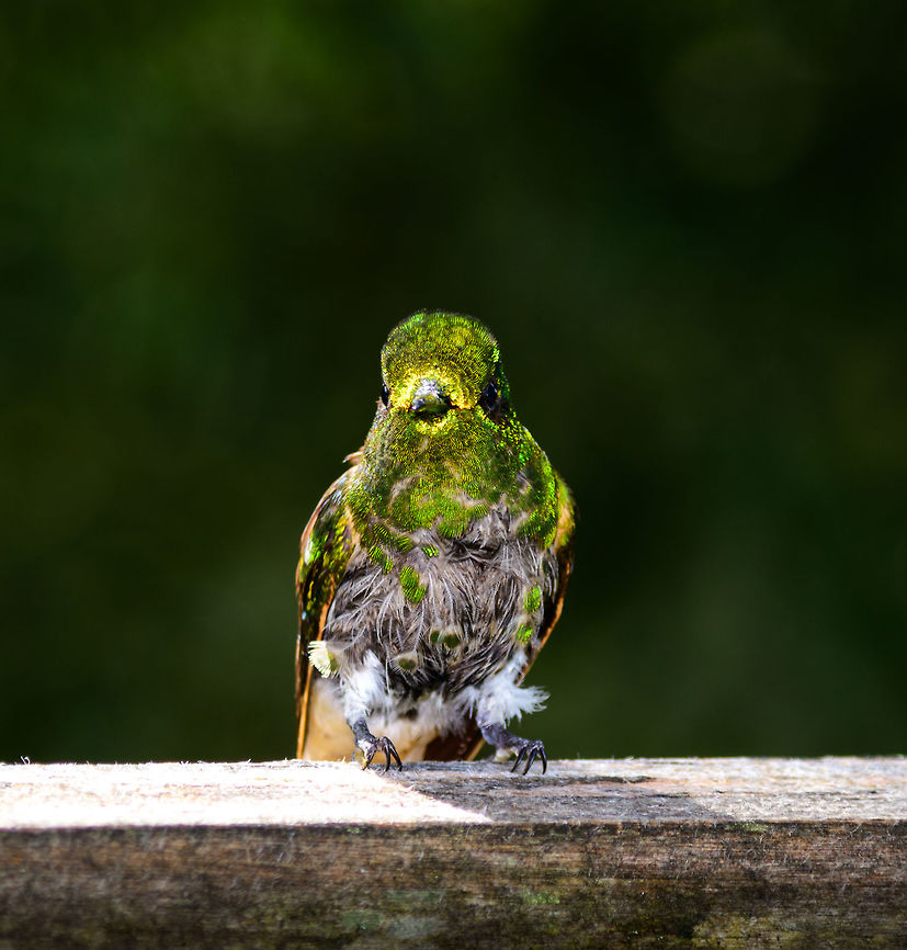 Buff-tailed Coronet - juvenile glitter, Jardin, Colombia  Antioquia,Boissonneaua flavescens,Buff-tailed coronet,Colombia,Colombia Choco & Pacific region,Fall,Geotagged,Jardin,Jardín,South America,World