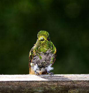 Buff-tailed Coronet - juvenile glitter, Jardin, Colombia  Antioquia,Boissonneaua flavescens,Buff-tailed coronet,Colombia,Colombia Choco & Pacific region,Fall,Geotagged,Jardin,Jard&iacute;n,South America,World