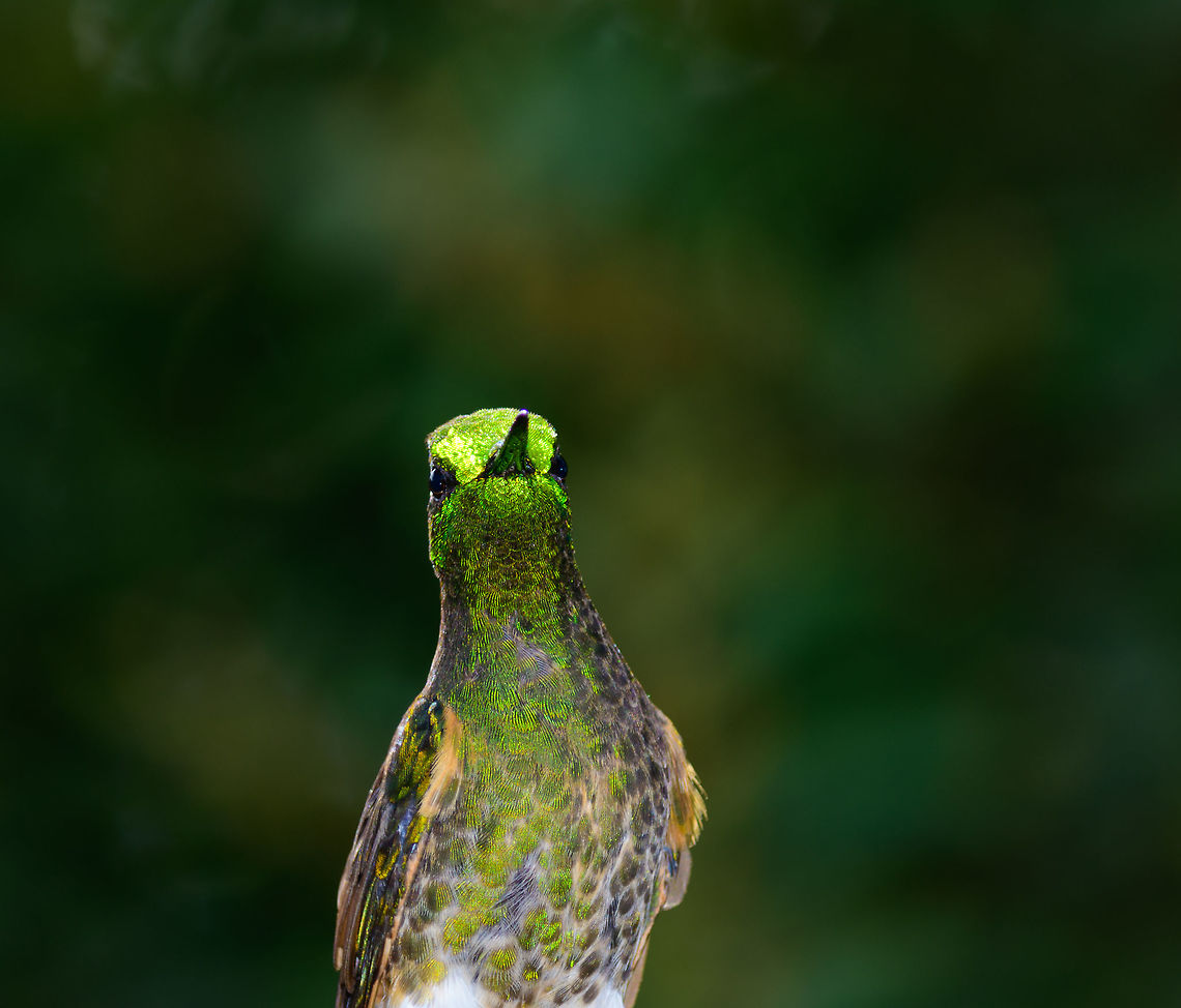 Buff-tailed Coronet - juvenile glitter II, Jardin, Colombia  Antioquia,Boissonneaua flavescens,Buff-tailed coronet,Colombia,Colombia Choco & Pacific region,Jardin,Jard&iacute;n,South America,World