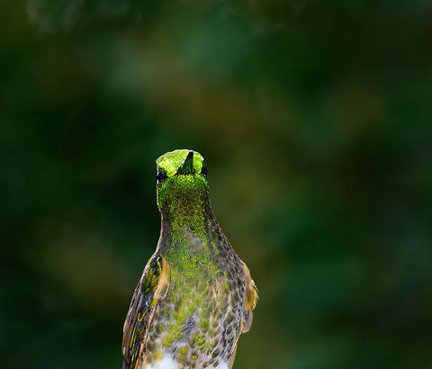 Buff-tailed Coronet - juvenile glitter II, Jardin, Colombia  Antioquia,Boissonneaua flavescens,Buff-tailed coronet,Colombia,Colombia Choco & Pacific region,Jardin,Jard&iacute;n,South America,World