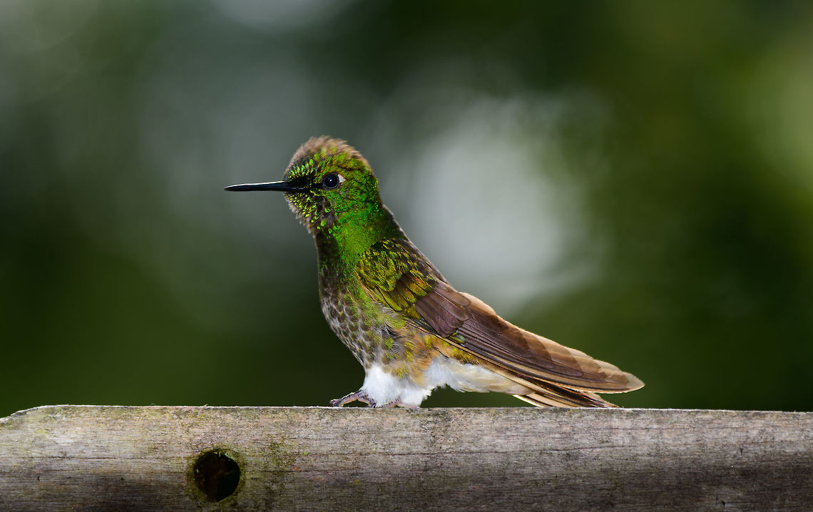Buff-tailed Coronet - side view, Jardin, Colombia  Antioquia,Boissonneaua flavescens,Buff-tailed coronet,Colombia,Colombia Choco & Pacific region,Fall,Geotagged,Jardin,Jardín,South America,World
