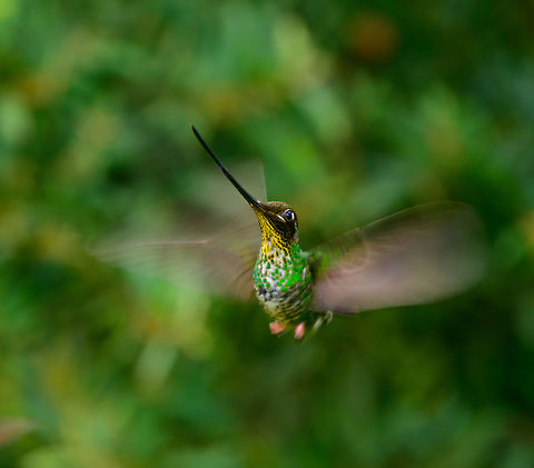 Sword-billed hummingbird - in flight, Jardin, Colombia After first seeing the Sword-billed hummingbird land in front of my lens...
https://www.jungledragon.com/image/60554/sword-billed_hummingbird_jardin_colombia.html
...I vowed to stay at this feeder site for as long as needed to get an in-flight shot of it. Luckily this did not take extremely long. It would come and feed in a predictable timing of once per 5-7 minutes, after which it would not hang around the feeder, instead it would visit a remote bush. Each time it approached the feeder, it did about 3 flights.

Here's a first in-flight shot. Much better ones are coming next in the feed, but I'm particularly liking the panic in its eyes as it is trying to steer its unbalanced body towards the feeder.  Antioquia,Colombia,Colombia Choco & Pacific region,Ensifera ensifera,Fall,Geotagged,Jardin,Jardín,South America,Sword-billed hummingbird,World