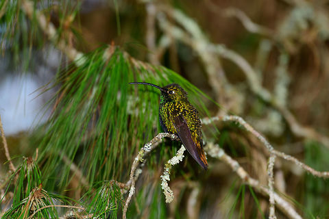 Mountain velvetbreast - perched, Jardin, Colombia Most hummingbirds at this feeder site in Jardin would withdraw from the feeder every few minutes to catch their breath and escape the "crowd". This Mountain velvetbreast took a break on the tree behind the feeder. But not for long, as the life of hummingbirds consist of constant feeding.
https://www.jungledragon.com/image/60712/mountain_velvetbreast_-_perched_-_ii_jardin_colombia.html Antioquia,Colombia,Colombia Choco & Pacific region,Fall,Geotagged,Jardin,Jard&iacute;n,Lafresnaya lafresnayi,Mountain velvetbreast,South America,World