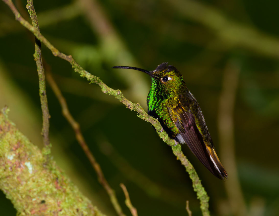 Mountain velvetbreast - perched - II, Jardin, Colombia Most hummingbirds at this feeder site in Jardin would withdraw from the feeder every few minutes to catch their breath and escape the "crowd". This Mountain velvetbreast took a break on the tree behind the feeder. But not for long, as the life of hummingbirds consist of constant feeding.<br />
<figure class="photo"><a href="https://www.jungledragon.com/image/60711/mountain_velvetbreast_-_perched_jardin_colombia.html" title="Mountain velvetbreast - perched, Jardin, Colombia"><img src="https://s3.amazonaws.com/media.jungledragon.com/images/2/60711_thumb.jpg?AWSAccessKeyId=05GMT0V3GWVNE7GGM1R2&Expires=1759968010&Signature=26vmHlgpiLuNIAV0%2FMy9kNgqfMo%3D" width="200" height="134" alt="Mountain velvetbreast - perched, Jardin, Colombia Most hummingbirds at this feeder site in Jardin would withdraw from the feeder every few minutes to catch their breath and escape the "crowd". This Mountain velvetbreast took a break on the tree behind the feeder. But not for long, as the life of hummingbirds consist of constant feeding.<br />
https://www.jungledragon.com/image/60712/mountain_velvetbreast_-_perched_-_ii_jardin_colombia.html Antioquia,Colombia,Colombia Choco & Pacific region,Fall,Geotagged,Jardin,Jardín,Lafresnaya lafresnayi,Mountain velvetbreast,South America,World" /></a></figure> Antioquia,Colombia,Colombia Choco & Pacific region,Jardin,Jardín,Lafresnaya lafresnayi,Mountain velvetbreast,South America,World
