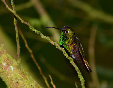 Mountain velvetbreast - perched - II, Jardin, Colombia Most hummingbirds at this feeder site in Jardin would withdraw from the feeder every few minutes to catch their breath and escape the "crowd". This Mountain velvetbreast took a break on the tree behind the feeder. But not for long, as the life of hummingbirds consist of constant feeding.
https://www.jungledragon.com/image/60711/mountain_velvetbreast_-_perched_jardin_colombia.html Antioquia,Colombia,Colombia Choco & Pacific region,Jardin,Jardín,Lafresnaya lafresnayi,Mountain velvetbreast,South America,World