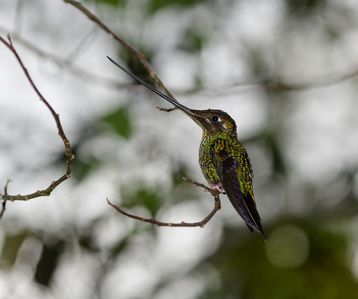 Sword-billed hummingbird - retreating, Jardin, Colombia Against the light, so not a great exposure. This Sword-billed Hummingbird retreated from the feeder every few minutes. Here you can see how in a natural perch position, it is forced to tilt its head in an upward angle to balance its huge bill. Antioquia,Colombia,Colombia Choco & Pacific region,Ensifera ensifera,Fall,Geotagged,Jardin,Jardín,South America,Sword-billed hummingbird,World
