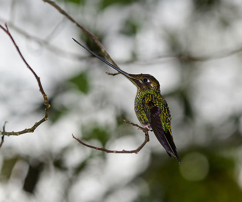 Sword-billed hummingbird - retreating, Jardin, Colombia Against the light, so not a great exposure. This Sword-billed Hummingbird retreated from the feeder every few minutes. Here you can see how in a natural perch position, it is forced to tilt its head in an upward angle to balance its huge bill. Antioquia,Colombia,Colombia Choco & Pacific region,Ensifera ensifera,Fall,Geotagged,Jardin,Jardín,South America,Sword-billed hummingbird,World