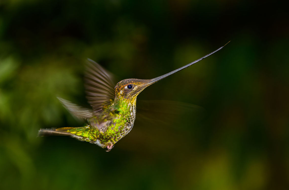 Sword-billed hummingbird - in flight approach, Jardin, Colombia Yeah, so let&#039;s skip the 200 failed attempts at getting this spectacular bird in focus whilst flying. Here&#039;s a first usable one where it is approaches the feeder from the side. Note its tilted head position which it maintains until it arrives as the feeder. Only then will it tilt down whilst increasing wing speed, to compensate for its heavy bill. Imagine also the precision of flight needed to actually aim such a bill at the tiny feeder holes.<br />
<br />
More in-flight shots:<br />
<figure class="photo"><a href="https://www.jungledragon.com/image/60770/sword-billed_hummingbird_-_in_flight_approach_iv_jardin_colombia.html" title="Sword-billed hummingbird - in flight approach IV, Jardin, Colombia"><img src="https://s3.amazonaws.com/media.jungledragon.com/images/2/60770_thumb.jpg?AWSAccessKeyId=05GMT0V3GWVNE7GGM1R2&Expires=1767225610&Signature=k3f9xYAdAjeVUyx6w0rO3nJL5ck%3D" width="200" height="132" alt="Sword-billed hummingbird - in flight approach IV, Jardin, Colombia The least favorite of my in-flight shots of this bird, yet usable. What I like about this pose is that if you rotate this photo so that the bill is straight, it shows that its entire body from bill to tail is an almost perfectly straight line. <br />
<br />
More in-flight shots:<br />
https://www.jungledragon.com/image/60767/sword-billed_hummingbird_-_in_flight_approach_jardin_colombia.html<br />
https://www.jungledragon.com/image/60768/sword-billed_hummingbird_-_in_flight_approach_ii_jardin_colombia.html<br />
https://www.jungledragon.com/image/60769/sword-billed_hummingbird_-_in_flight_approach_iii_jardin_colombia.html Antioquia,Colombia,Colombia Choco &amp; Pacific region,Ensifera ensifera,Fall,Geotagged,Jardin,Jard&iacute;n,South America,Sword-billed hummingbird,World" /></a></figure><br />
<figure class="photo"><a href="https://www.jungledragon.com/image/60768/sword-billed_hummingbird_-_in_flight_approach_ii_jardin_colombia.html" title="Sword-billed hummingbird - in flight approach II, Jardin, Colombia"><img src="https://s3.amazonaws.com/media.jungledragon.com/images/2/60768_thumb.jpg?AWSAccessKeyId=05GMT0V3GWVNE7GGM1R2&Expires=1767225610&Signature=bkoS1l9HcqwXrj2vmQDjAGzr68w%3D" width="200" height="134" alt="Sword-billed hummingbird - in flight approach II, Jardin, Colombia This is my personal favorite of the few in-flight shots I got of this amazing bird. Out of the other shots, this one has the best angle, it is completely cleared from the feeder itself, and does not suffer from hard flash effects. I also like the wing blur to indicate how fast it needs to beat its wing to keep in the air. <br />
<br />
There is no spectacular &quot;making of&quot; or special skill involved here. The approach is a tele to have some distance, a strong head flash that can cover this distance, auto focus (so no prefocus), and simply trying many many times. Out of a few hundred attempts, I failed almost all of them because auto focus was too late to lock on, the bird had already moved on. Prefocus does not seem fruitful to me as you cannot foresee the depth at which the bird will appear, so it will never really be fully in focus. <br />
<br />
The funny thing is, the camera I took this with (D850) was brand new and I was still learning it on this trip. Now I know it has continuous AF with 3D tracking, which would probably have a dramatically increased success rate. <br />
<br />
So looking back, I compensated pure ignorance with sheer persistence. Here&#039;s another one taken about 30 mins later:<br />
https://www.jungledragon.com/image/60769/sword-billed_hummingbird_-_in_flight_approach_iii_jardin_colombia.html<br />
https://www.jungledragon.com/image/60767/sword-billed_hummingbird_-_in_flight_approach_jardin_colombia.html<br />
https://www.jungledragon.com/image/60770/sword-billed_hummingbird_-_in_flight_approach_iv_jardin_colombia.html Antioquia,Colombia,Colombia Choco &amp; Pacific region,Ensifera ensifera,Fall,Geotagged,Jardin,Jard&iacute;n,South America,Sword-billed hummingbird,World" /></a></figure><br />
<figure class="photo"><a href="https://www.jungledragon.com/image/60769/sword-billed_hummingbird_-_in_flight_approach_iii_jardin_colombia.html" title="Sword-billed hummingbird - in flight approach III, Jardin, Colombia"><img src="https://s3.amazonaws.com/media.jungledragon.com/images/2/60769_thumb.jpg?AWSAccessKeyId=05GMT0V3GWVNE7GGM1R2&Expires=1767225610&Signature=HZuPK9RZ3n%2F0lP55TAOMAhcytfo%3D" width="200" height="130" alt="Sword-billed hummingbird - in flight approach III, Jardin, Colombia Taken 30 mins after this in-flight shot (which is my favorite):<br />
https://www.jungledragon.com/image/60768/sword-billed_hummingbird_-_in_flight_approach_ii_jardin_colombia.html<br />
https://www.jungledragon.com/image/60767/sword-billed_hummingbird_-_in_flight_approach_jardin_colombia.html<br />
https://www.jungledragon.com/image/60770/sword-billed_hummingbird_-_in_flight_approach_iv_jardin_colombia.html Antioquia,Colombia,Colombia Choco &amp; Pacific region,Ensifera ensifera,Jardin,Jard&iacute;n,South America,Sword-billed hummingbird,World" /></a></figure> Antioquia,Colombia,Colombia Choco & Pacific region,Ensifera ensifera,Fall,Geotagged,Jardin,Jardín,South America,Sword-billed hummingbird,World