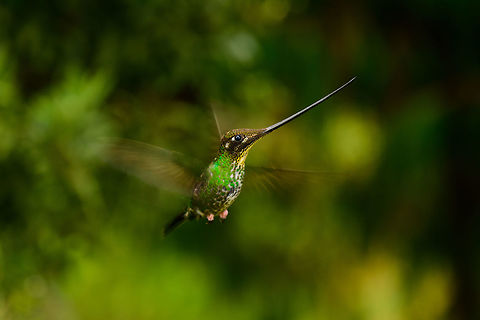 Sword-billed hummingbird - in flight approach II, Jardin, Colombia This is my personal favorite of the few in-flight shots I got of this amazing bird. Out of the other shots, this one has the best angle, it is completely cleared from the feeder itself, and does not suffer from hard flash effects. I also like the wing blur to indicate how fast it needs to beat its wing to keep in the air. 

There is no spectacular "making of" or special skill involved here. The approach is a tele to have some distance, a strong head flash that can cover this distance, auto focus (so no prefocus), and simply trying many many times. Out of a few hundred attempts, I failed almost all of them because auto focus was too late to lock on, the bird had already moved on. Prefocus does not seem fruitful to me as you cannot foresee the depth at which the bird will appear, so it will never really be fully in focus. 

The funny thing is, the camera I took this with (D850) was brand new and I was still learning it on this trip. Now I know it has continuous AF with 3D tracking, which would probably have a dramatically increased success rate. 

So looking back, I compensated pure ignorance with sheer persistence. Here's another one taken about 30 mins later:
https://www.jungledragon.com/image/60769/sword-billed_hummingbird_-_in_flight_approach_iii_jardin_colombia.html
https://www.jungledragon.com/image/60767/sword-billed_hummingbird_-_in_flight_approach_jardin_colombia.html
https://www.jungledragon.com/image/60770/sword-billed_hummingbird_-_in_flight_approach_iv_jardin_colombia.html Antioquia,Colombia,Colombia Choco & Pacific region,Ensifera ensifera,Fall,Geotagged,Jardin,Jardín,South America,Sword-billed hummingbird,World