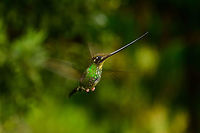 Sword-billed hummingbird - in flight approach II, Jardin, Colombia This is my personal favorite of the few in-flight shots I got of this amazing bird. Out of the other shots, this one has the best angle, it is completely cleared from the feeder itself, and does not suffer from hard flash effects. I also like the wing blur to indicate how fast it needs to beat its wing to keep in the air. <br />
<br />
There is no spectacular "making of" or special skill involved here. The approach is a tele to have some distance, a strong head flash that can cover this distance, auto focus (so no prefocus), and simply trying many many times. Out of a few hundred attempts, I failed almost all of them because auto focus was too late to lock on, the bird had already moved on. Prefocus does not seem fruitful to me as you cannot foresee the depth at which the bird will appear, so it will never really be fully in focus. <br />
<br />
The funny thing is, the camera I took this with (D850) was brand new and I was still learning it on this trip. Now I know it has continuous AF with 3D tracking, which would probably have a dramatically increased success rate. <br />
<br />
So looking back, I compensated pure ignorance with sheer persistence. Here's another one taken about 30 mins later:<br />
https://www.jungledragon.com/image/60769/sword-billed_hummingbird_-_in_flight_approach_iii_jardin_colombia.html<br />
https://www.jungledragon.com/image/60767/sword-billed_hummingbird_-_in_flight_approach_jardin_colombia.html<br />
https://www.jungledragon.com/image/60770/sword-billed_hummingbird_-_in_flight_approach_iv_jardin_colombia.html Antioquia,Colombia,Colombia Choco & Pacific region,Ensifera ensifera,Fall,Geotagged,Jardin,Jardín,South America,Sword-billed hummingbird,World