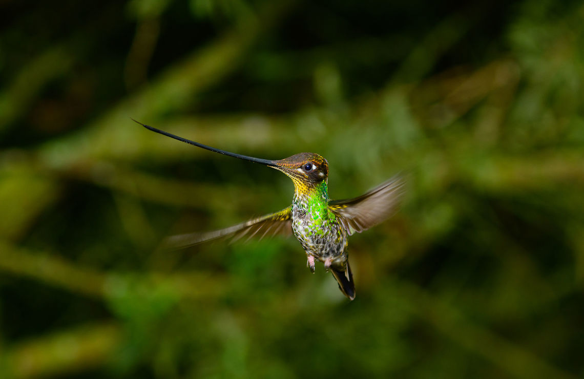 Sword-billed hummingbird - in flight approach III, Jardin, Colombia Taken 30 mins after this in-flight shot (which is my favorite):<br />
<figure class="photo"><a href="https://www.jungledragon.com/image/60768/sword-billed_hummingbird_-_in_flight_approach_ii_jardin_colombia.html" title="Sword-billed hummingbird - in flight approach II, Jardin, Colombia"><img src="https://s3.amazonaws.com/media.jungledragon.com/images/2/60768_thumb.jpg?AWSAccessKeyId=05GMT0V3GWVNE7GGM1R2&Expires=1767225610&Signature=bkoS1l9HcqwXrj2vmQDjAGzr68w%3D" width="200" height="134" alt="Sword-billed hummingbird - in flight approach II, Jardin, Colombia This is my personal favorite of the few in-flight shots I got of this amazing bird. Out of the other shots, this one has the best angle, it is completely cleared from the feeder itself, and does not suffer from hard flash effects. I also like the wing blur to indicate how fast it needs to beat its wing to keep in the air. <br />
<br />
There is no spectacular &quot;making of&quot; or special skill involved here. The approach is a tele to have some distance, a strong head flash that can cover this distance, auto focus (so no prefocus), and simply trying many many times. Out of a few hundred attempts, I failed almost all of them because auto focus was too late to lock on, the bird had already moved on. Prefocus does not seem fruitful to me as you cannot foresee the depth at which the bird will appear, so it will never really be fully in focus. <br />
<br />
The funny thing is, the camera I took this with (D850) was brand new and I was still learning it on this trip. Now I know it has continuous AF with 3D tracking, which would probably have a dramatically increased success rate. <br />
<br />
So looking back, I compensated pure ignorance with sheer persistence. Here&#039;s another one taken about 30 mins later:<br />
https://www.jungledragon.com/image/60769/sword-billed_hummingbird_-_in_flight_approach_iii_jardin_colombia.html<br />
https://www.jungledragon.com/image/60767/sword-billed_hummingbird_-_in_flight_approach_jardin_colombia.html<br />
https://www.jungledragon.com/image/60770/sword-billed_hummingbird_-_in_flight_approach_iv_jardin_colombia.html Antioquia,Colombia,Colombia Choco &amp; Pacific region,Ensifera ensifera,Fall,Geotagged,Jardin,Jard&iacute;n,South America,Sword-billed hummingbird,World" /></a></figure><br />
<figure class="photo"><a href="https://www.jungledragon.com/image/60767/sword-billed_hummingbird_-_in_flight_approach_jardin_colombia.html" title="Sword-billed hummingbird - in flight approach, Jardin, Colombia"><img src="https://s3.amazonaws.com/media.jungledragon.com/images/2/60767_thumb.jpg?AWSAccessKeyId=05GMT0V3GWVNE7GGM1R2&Expires=1767225610&Signature=smJqi81QFthSBa%2BnJFafdHbIwIc%3D" width="200" height="132" alt="Sword-billed hummingbird - in flight approach, Jardin, Colombia Yeah, so let&#039;s skip the 200 failed attempts at getting this spectacular bird in focus whilst flying. Here&#039;s a first usable one where it is approaches the feeder from the side. Note its tilted head position which it maintains until it arrives as the feeder. Only then will it tilt down whilst increasing wing speed, to compensate for its heavy bill. Imagine also the precision of flight needed to actually aim such a bill at the tiny feeder holes.<br />
<br />
More in-flight shots:<br />
https://www.jungledragon.com/image/60770/sword-billed_hummingbird_-_in_flight_approach_iv_jardin_colombia.html<br />
https://www.jungledragon.com/image/60768/sword-billed_hummingbird_-_in_flight_approach_ii_jardin_colombia.html<br />
https://www.jungledragon.com/image/60769/sword-billed_hummingbird_-_in_flight_approach_iii_jardin_colombia.html Antioquia,Colombia,Colombia Choco &amp; Pacific region,Ensifera ensifera,Fall,Geotagged,Jardin,Jard&iacute;n,South America,Sword-billed hummingbird,World" /></a></figure><br />
<figure class="photo"><a href="https://www.jungledragon.com/image/60770/sword-billed_hummingbird_-_in_flight_approach_iv_jardin_colombia.html" title="Sword-billed hummingbird - in flight approach IV, Jardin, Colombia"><img src="https://s3.amazonaws.com/media.jungledragon.com/images/2/60770_thumb.jpg?AWSAccessKeyId=05GMT0V3GWVNE7GGM1R2&Expires=1767225610&Signature=k3f9xYAdAjeVUyx6w0rO3nJL5ck%3D" width="200" height="132" alt="Sword-billed hummingbird - in flight approach IV, Jardin, Colombia The least favorite of my in-flight shots of this bird, yet usable. What I like about this pose is that if you rotate this photo so that the bill is straight, it shows that its entire body from bill to tail is an almost perfectly straight line. <br />
<br />
More in-flight shots:<br />
https://www.jungledragon.com/image/60767/sword-billed_hummingbird_-_in_flight_approach_jardin_colombia.html<br />
https://www.jungledragon.com/image/60768/sword-billed_hummingbird_-_in_flight_approach_ii_jardin_colombia.html<br />
https://www.jungledragon.com/image/60769/sword-billed_hummingbird_-_in_flight_approach_iii_jardin_colombia.html Antioquia,Colombia,Colombia Choco &amp; Pacific region,Ensifera ensifera,Fall,Geotagged,Jardin,Jard&iacute;n,South America,Sword-billed hummingbird,World" /></a></figure> Antioquia,Colombia,Colombia Choco & Pacific region,Ensifera ensifera,Jardin,Jardín,South America,Sword-billed hummingbird,World