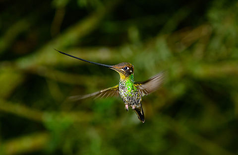 Sword-billed hummingbird - in flight approach III, Jardin, Colombia Taken 30 mins after this in-flight shot (which is my favorite):
https://www.jungledragon.com/image/60768/sword-billed_hummingbird_-_in_flight_approach_ii_jardin_colombia.html
https://www.jungledragon.com/image/60767/sword-billed_hummingbird_-_in_flight_approach_jardin_colombia.html
https://www.jungledragon.com/image/60770/sword-billed_hummingbird_-_in_flight_approach_iv_jardin_colombia.html Antioquia,Colombia,Colombia Choco & Pacific region,Ensifera ensifera,Jardin,Jardín,South America,Sword-billed hummingbird,World