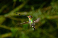 Sword-billed hummingbird - in flight approach III, Jardin, Colombia Taken 30 mins after this in-flight shot (which is my favorite):<br />
https://www.jungledragon.com/image/60768/sword-billed_hummingbird_-_in_flight_approach_ii_jardin_colombia.html<br />
https://www.jungledragon.com/image/60767/sword-billed_hummingbird_-_in_flight_approach_jardin_colombia.html<br />
https://www.jungledragon.com/image/60770/sword-billed_hummingbird_-_in_flight_approach_iv_jardin_colombia.html Antioquia,Colombia,Colombia Choco & Pacific region,Ensifera ensifera,Jardin,Jardín,South America,Sword-billed hummingbird,World