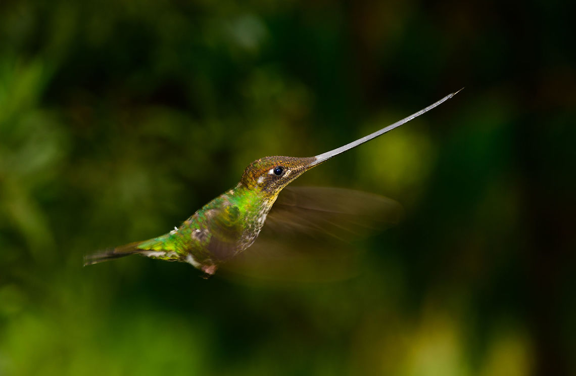 Sword-billed hummingbird - in flight approach IV, Jardin, Colombia The least favorite of my in-flight shots of this bird, yet usable. What I like about this pose is that if you rotate this photo so that the bill is straight, it shows that its entire body from bill to tail is an almost perfectly straight line. <br />
<br />
More in-flight shots:<br />
<figure class="photo"><a href="https://www.jungledragon.com/image/60767/sword-billed_hummingbird_-_in_flight_approach_jardin_colombia.html" title="Sword-billed hummingbird - in flight approach, Jardin, Colombia"><img src="https://s3.amazonaws.com/media.jungledragon.com/images/2/60767_thumb.jpg?AWSAccessKeyId=05GMT0V3GWVNE7GGM1R2&Expires=1759968010&Signature=AwuwAYUNi5TjRM%2FrzvsZV1tj7hY%3D" width="200" height="132" alt="Sword-billed hummingbird - in flight approach, Jardin, Colombia Yeah, so let&#039;s skip the 200 failed attempts at getting this spectacular bird in focus whilst flying. Here&#039;s a first usable one where it is approaches the feeder from the side. Note its tilted head position which it maintains until it arrives as the feeder. Only then will it tilt down whilst increasing wing speed, to compensate for its heavy bill. Imagine also the precision of flight needed to actually aim such a bill at the tiny feeder holes.<br />
<br />
More in-flight shots:<br />
https://www.jungledragon.com/image/60770/sword-billed_hummingbird_-_in_flight_approach_iv_jardin_colombia.html<br />
https://www.jungledragon.com/image/60768/sword-billed_hummingbird_-_in_flight_approach_ii_jardin_colombia.html<br />
https://www.jungledragon.com/image/60769/sword-billed_hummingbird_-_in_flight_approach_iii_jardin_colombia.html Antioquia,Colombia,Colombia Choco &amp; Pacific region,Ensifera ensifera,Fall,Geotagged,Jardin,Jard&iacute;n,South America,Sword-billed hummingbird,World" /></a></figure><br />
<figure class="photo"><a href="https://www.jungledragon.com/image/60768/sword-billed_hummingbird_-_in_flight_approach_ii_jardin_colombia.html" title="Sword-billed hummingbird - in flight approach II, Jardin, Colombia"><img src="https://s3.amazonaws.com/media.jungledragon.com/images/2/60768_thumb.jpg?AWSAccessKeyId=05GMT0V3GWVNE7GGM1R2&Expires=1759968010&Signature=C0RIMPXdP3d8qkwJSLE2jWZ1I7k%3D" width="200" height="134" alt="Sword-billed hummingbird - in flight approach II, Jardin, Colombia This is my personal favorite of the few in-flight shots I got of this amazing bird. Out of the other shots, this one has the best angle, it is completely cleared from the feeder itself, and does not suffer from hard flash effects. I also like the wing blur to indicate how fast it needs to beat its wing to keep in the air. <br />
<br />
There is no spectacular &quot;making of&quot; or special skill involved here. The approach is a tele to have some distance, a strong head flash that can cover this distance, auto focus (so no prefocus), and simply trying many many times. Out of a few hundred attempts, I failed almost all of them because auto focus was too late to lock on, the bird had already moved on. Prefocus does not seem fruitful to me as you cannot foresee the depth at which the bird will appear, so it will never really be fully in focus. <br />
<br />
The funny thing is, the camera I took this with (D850) was brand new and I was still learning it on this trip. Now I know it has continuous AF with 3D tracking, which would probably have a dramatically increased success rate. <br />
<br />
So looking back, I compensated pure ignorance with sheer persistence. Here&#039;s another one taken about 30 mins later:<br />
https://www.jungledragon.com/image/60769/sword-billed_hummingbird_-_in_flight_approach_iii_jardin_colombia.html<br />
https://www.jungledragon.com/image/60767/sword-billed_hummingbird_-_in_flight_approach_jardin_colombia.html<br />
https://www.jungledragon.com/image/60770/sword-billed_hummingbird_-_in_flight_approach_iv_jardin_colombia.html Antioquia,Colombia,Colombia Choco &amp; Pacific region,Ensifera ensifera,Fall,Geotagged,Jardin,Jard&iacute;n,South America,Sword-billed hummingbird,World" /></a></figure><br />
<figure class="photo"><a href="https://www.jungledragon.com/image/60769/sword-billed_hummingbird_-_in_flight_approach_iii_jardin_colombia.html" title="Sword-billed hummingbird - in flight approach III, Jardin, Colombia"><img src="https://s3.amazonaws.com/media.jungledragon.com/images/2/60769_thumb.jpg?AWSAccessKeyId=05GMT0V3GWVNE7GGM1R2&Expires=1759968010&Signature=K0UX01d6GkNrLV1IucMv09Mc%2FhE%3D" width="200" height="130" alt="Sword-billed hummingbird - in flight approach III, Jardin, Colombia Taken 30 mins after this in-flight shot (which is my favorite):<br />
https://www.jungledragon.com/image/60768/sword-billed_hummingbird_-_in_flight_approach_ii_jardin_colombia.html<br />
https://www.jungledragon.com/image/60767/sword-billed_hummingbird_-_in_flight_approach_jardin_colombia.html<br />
https://www.jungledragon.com/image/60770/sword-billed_hummingbird_-_in_flight_approach_iv_jardin_colombia.html Antioquia,Colombia,Colombia Choco &amp; Pacific region,Ensifera ensifera,Jardin,Jard&iacute;n,South America,Sword-billed hummingbird,World" /></a></figure> Antioquia,Colombia,Colombia Choco & Pacific region,Ensifera ensifera,Fall,Geotagged,Jardin,Jardín,South America,Sword-billed hummingbird,World