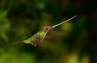 Sword-billed hummingbird - in flight approach IV, Jardin, Colombia The least favorite of my in-flight shots of this bird, yet usable. What I like about this pose is that if you rotate this photo so that the bill is straight, it shows that its entire body from bill to tail is an almost perfectly straight line. <br />
<br />
More in-flight shots:<br />
https://www.jungledragon.com/image/60767/sword-billed_hummingbird_-_in_flight_approach_jardin_colombia.html<br />
https://www.jungledragon.com/image/60768/sword-billed_hummingbird_-_in_flight_approach_ii_jardin_colombia.html<br />
https://www.jungledragon.com/image/60769/sword-billed_hummingbird_-_in_flight_approach_iii_jardin_colombia.html Antioquia,Colombia,Colombia Choco & Pacific region,Ensifera ensifera,Fall,Geotagged,Jardin,Jardín,South America,Sword-billed hummingbird,World