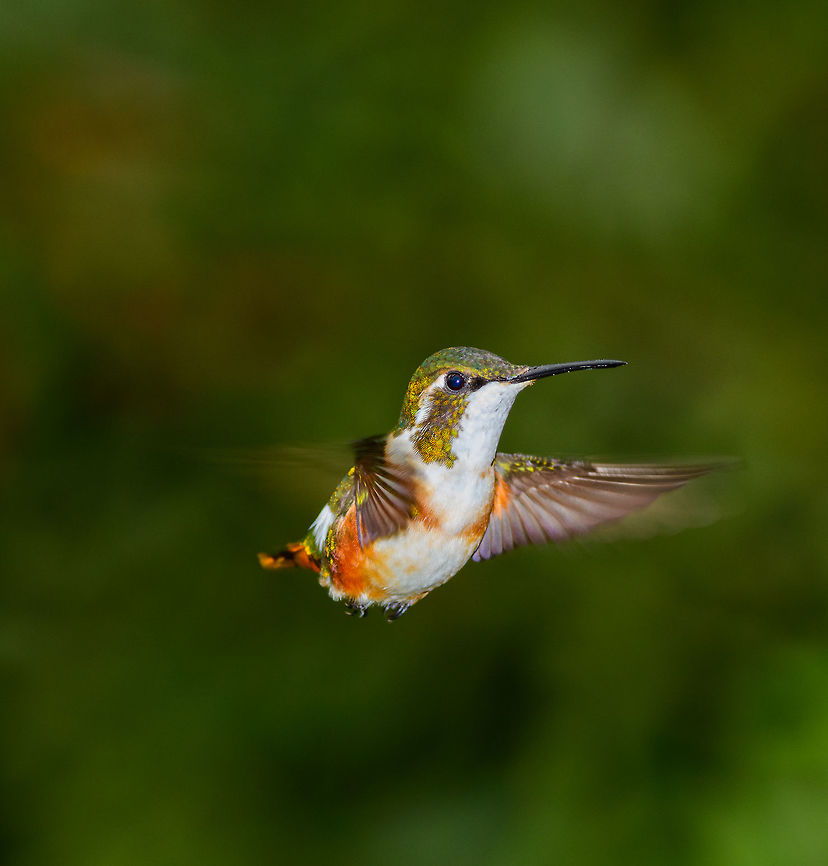 Female White-bellied Woodstar in flight, Jardin, Colombia Fairly small hummingbird at about 7cm. An example where I find the female of a bird species much more beautiful than the male, which is fairly dull with this species. Antioquia,Chaetocercus mulsant,Colombia,Colombia Choco & Pacific region,Fall,Geotagged,Jardin,Jardín,South America,White-bellied woodstar,World