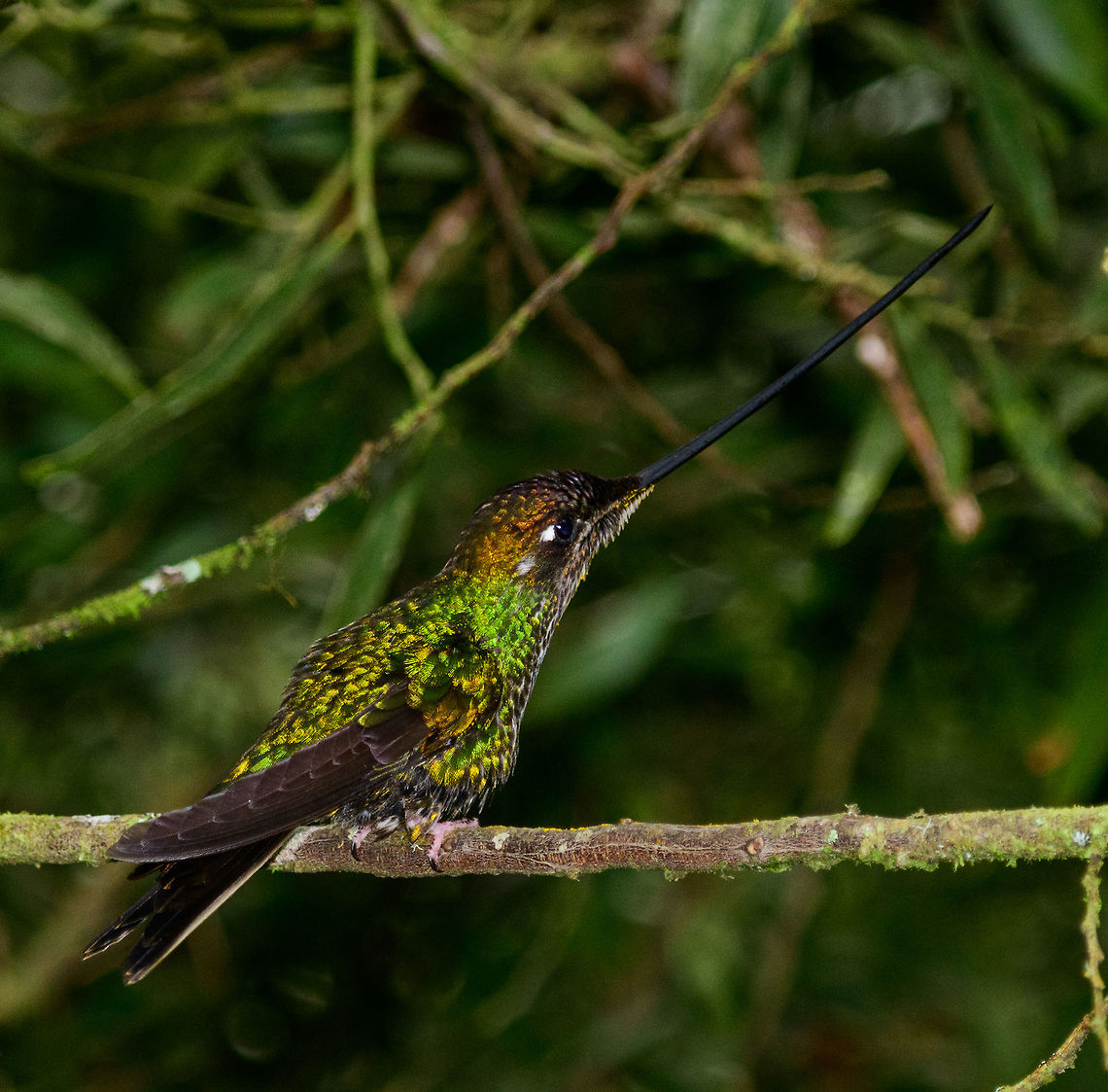 Sword-billed hummingbird - perched, Jardin, Colombia  Antioquia,Colombia,Colombia Choco & Pacific region,Ensifera ensifera,Fall,Geotagged,Jardin,Jardín,South America,Sword-billed hummingbird,World