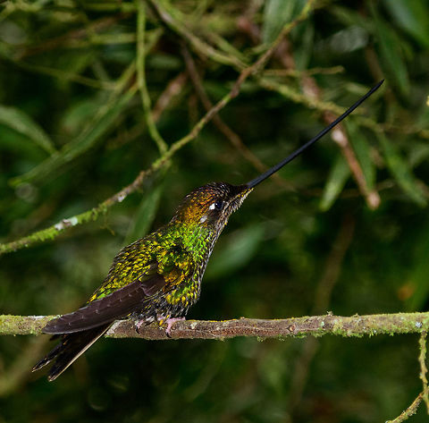 Sword-billed hummingbird - perched, Jardin, Colombia  Antioquia,Colombia,Colombia Choco & Pacific region,Ensifera ensifera,Fall,Geotagged,Jardin,Jardín,South America,Sword-billed hummingbird,World