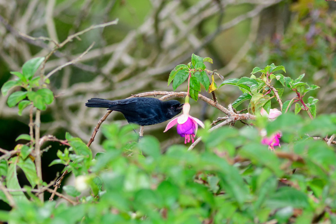 Black flowerpiercer, Jardin, Colombia Based on the blue gloss, likely this is the female. Flowerpiercers are named after their behavior of piercing the base of flowers to access nectar. On this photo it seems to be doing exactly that.  Antioquia,Black flowerpiercer,Colombia,Colombia Choco & Pacific region,Diglossa humeralis,Fall,Geotagged,Jardin,Jardín,South America,World