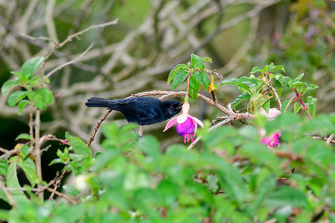 Black flowerpiercer
