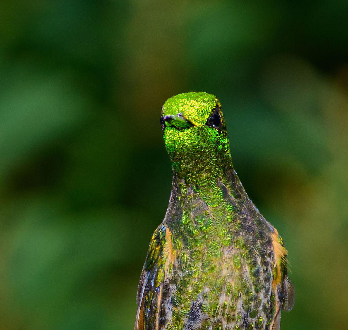 Buff-tailed Coronet - juvenile glitter III, Jardin, Colombia Another glamorous Buff-tailed Coronet at the feeder in Jardin, Colombia. Antioquia,Boissonneaua flavescens,Buff-tailed coronet,Colombia,Colombia Choco & Pacific region,Fall,Geotagged,Jardin,Jard&iacute;n,South America,World