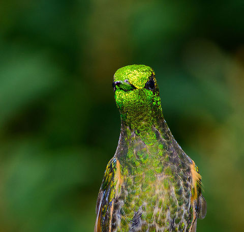 Buff-tailed Coronet - juvenile glitter III, Jardin, Colombia Another glamorous Buff-tailed Coronet at the feeder in Jardin, Colombia. Antioquia,Boissonneaua flavescens,Buff-tailed coronet,Colombia,Colombia Choco & Pacific region,Fall,Geotagged,Jardin,Jard&iacute;n,South America,World