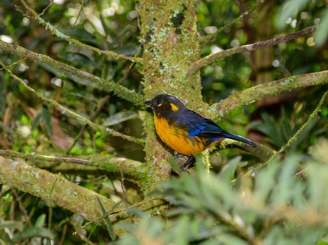 Lacrimose mountain tanager, Jardin, Colombia  Anisognathus lacrymosus,Antioquia,Colombia,Colombia Choco & Pacific region,Fall,Geotagged,Jardin,Jard&iacute;n,Lacrimose mountain tanager,South America,World