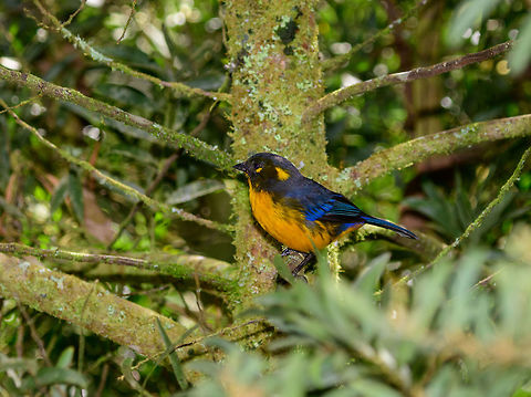 Lacrimose mountain tanager, Jardin, Colombia  Anisognathus lacrymosus,Antioquia,Colombia,Colombia Choco & Pacific region,Fall,Geotagged,Jardin,Jardín,Lacrimose mountain tanager,South America,World