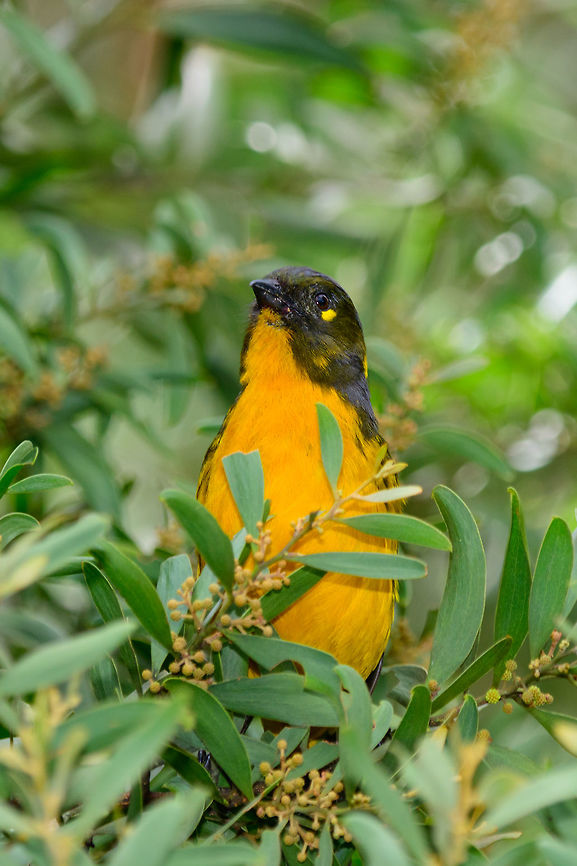 Lacrimose mountain tanager - front view, Jardin, Colombia  Anisognathus lacrymosus,Antioquia,Colombia,Colombia Choco & Pacific region,Fall,Geotagged,Jardin,Jardín,Lacrimose mountain tanager,South America,World