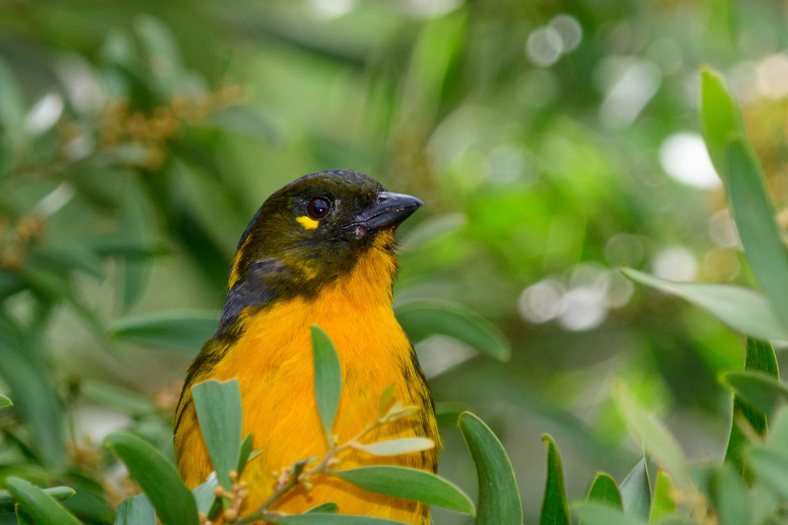 Lacrimose mountain tanager - portrait, Jardin, Colombia  Anisognathus lacrymosus,Antioquia,Colombia,Colombia Choco & Pacific region,Fall,Geotagged,Jardin,Jardín,Lacrimose mountain tanager,South America,World