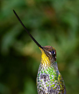 Sword-billed hummingbird - portrait, Jardin, Colombia  Antioquia,Colombia,Colombia Choco & Pacific region,Ensifera ensifera,Fall,Geotagged,Jardin,Jardín,South America,Sword-billed hummingbird,World