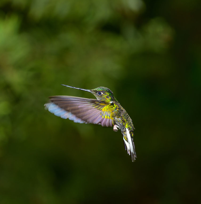 Collared Inca in flight - II, Jardin, Colombia  Antioquia,Coeligena torquata,Collared inca,Colombia,Colombia Choco & Pacific region,Fall,Geotagged,Jardin,Jardín,South America,World