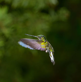 Collared Inca in flight - II, Jardin, Colombia  Antioquia,Coeligena torquata,Collared inca,Colombia,Colombia Choco & Pacific region,Fall,Geotagged,Jardin,Jardín,South America,World