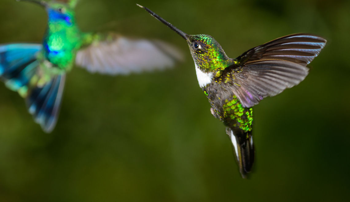 Collared Inca in flight - III, Jardin, Colombia I'm not entirely sure what the colorful species on the left is :) Antioquia,Coeligena torquata,Collared inca,Colombia,Colombia Choco & Pacific region,Fall,Geotagged,Jardin,Jard&iacute;n,South America,World