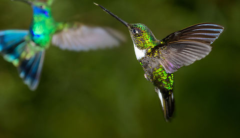 Collared Inca in flight - III, Jardin, Colombia I'm not entirely sure what the colorful species on the left is :) Antioquia,Coeligena torquata,Collared inca,Colombia,Colombia Choco & Pacific region,Fall,Geotagged,Jardin,Jard&iacute;n,South America,World