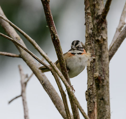 Rufous-collared sparrow, Jardin, Colombia  Antioquia,Colombia,Colombia Choco & Pacific region,Fall,Geotagged,Jardin,Jard&iacute;n,Rufous-collared sparrow,South America,World,Zonotrichia capensis