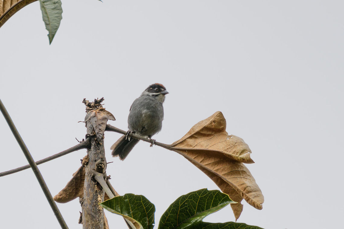 Slaty brush finch, Jardin, Colombia Sorry for the poor shot, it&#039;s the only one I have of this bird. Antioquia,Atlapetes schistaceus,Colombia,Colombia Choco & Pacific region,Fall,Geotagged,Jardin,Jardín,Slaty brush finch,South America,World
